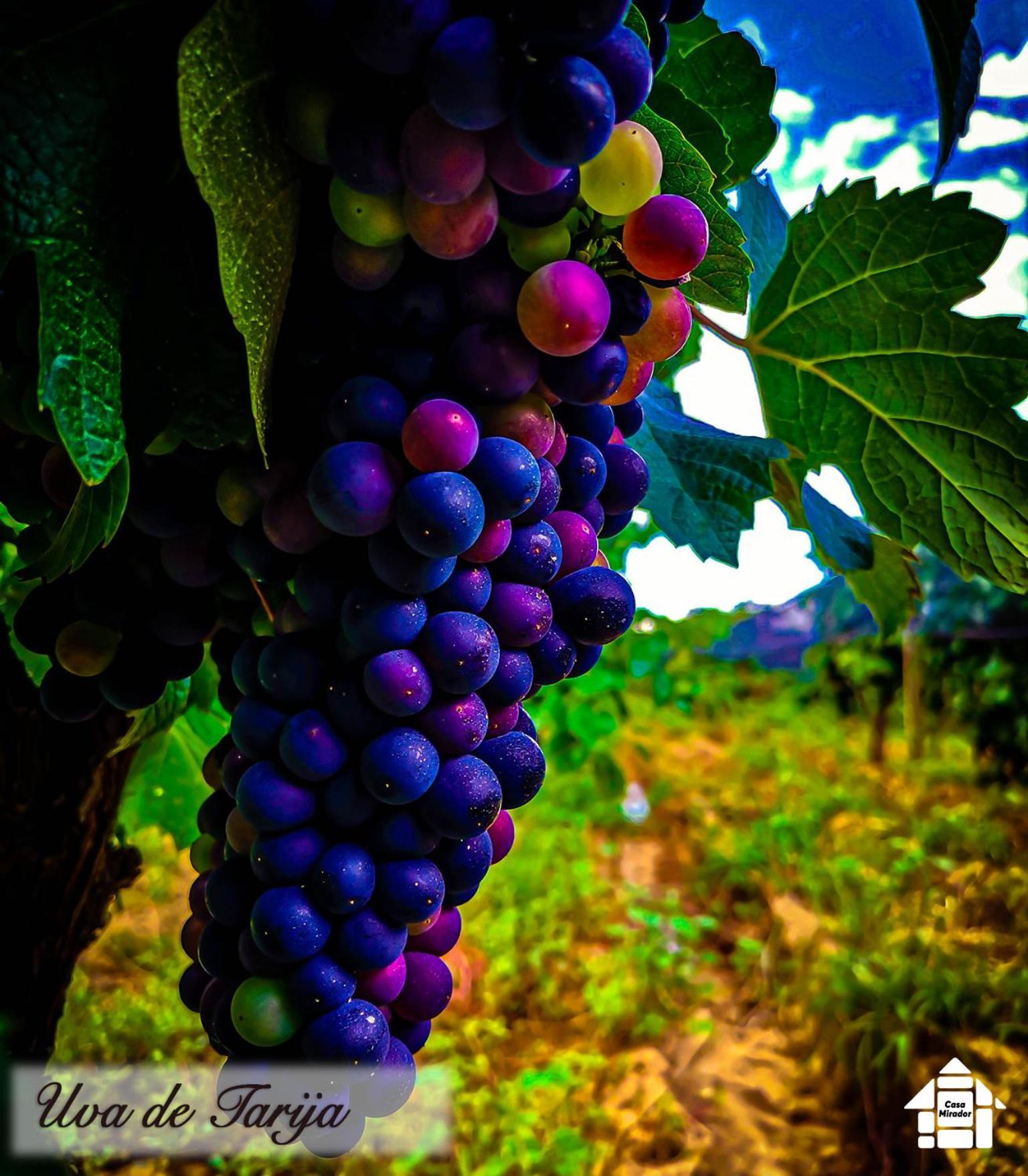 Departamento Rustico 1 Daire Tarija Dış mekan fotoğraf